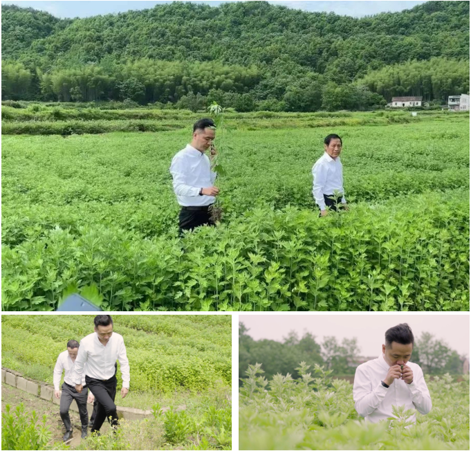 因艾而愛，攜艾傳承——蘄善堂總經(jīng)理再赴蘄艾種植基地視察！